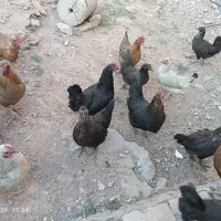 مرغ لری تخم گذار
