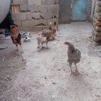 مرغ م خروس محلی