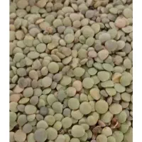 عدس تازه