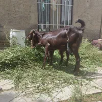 بز و بزغاله ‌پاکستانی