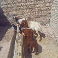 یک راس میش بره دار ویک راس بزبا دوبزغاله