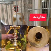 سهره. برنجی .