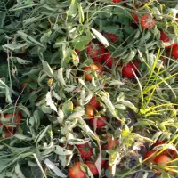 گوجه فرنگی گرد درشت گوشتی تازه درجه یک