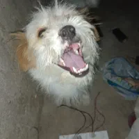 سگ پشمالو