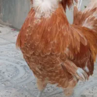 خروس سلطان ریشو