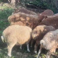 بره ماده 6راس