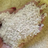 برنج مختار هاشمی
