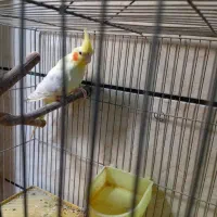 عروس پارمیس ماده