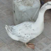 بت ،غاز|حیوانات مزرعه|زابل, |دیوار