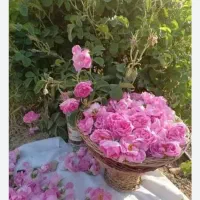 گلاب وعرقیات سنتی  غلامی مغان