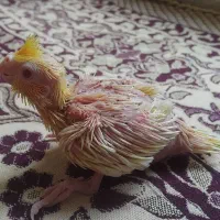 جوجه عروس هلندی سرلاکی