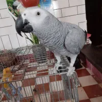 کاسکو ماده