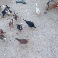 جوجه خروس گلین