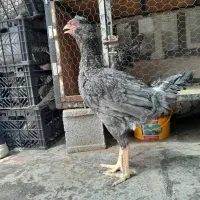 خروس لاری و سیبرایت