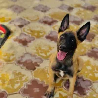توله مالینیوز