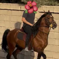 اسب ۲ رگ عرب و دره شور  ۵ نشان  نقد اقساط