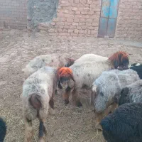 میش ترکی