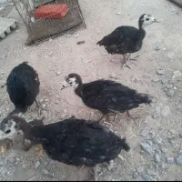 چهارتا جوجه بوقلمون