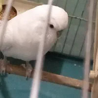 مرغ عشق
