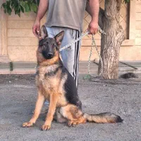 ژرمن شولاین