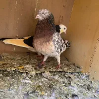 به جفت  نر سرور ماده ابلغ تیکه پاره