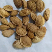 بادام کاغذی