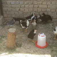 نیمچه گلین