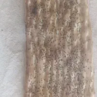 به شاطر وردست بربری ماهر نیاز مندیم