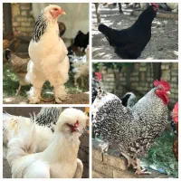 تخم مرغ امروک برهما گلین سلطان لاکنزی ایام