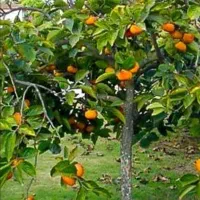 نهال  خرمالو و یافا پیج ۶ ساله بارده