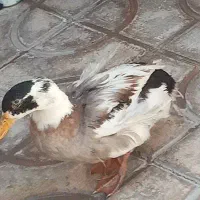 اردک بزرگ سالم سالم