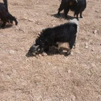 ۱۰تا کهر به فروش می رسه کیلوی ۵۵۰