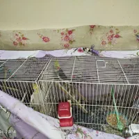فروش عروس هلندی به همراه جوجه