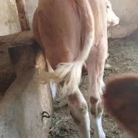 گوساله ماده جنس گوشتی درجه یک