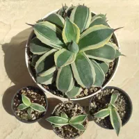 گیاه دورستنیا، آگاو، کاکتوس کلکسیونی متنوع