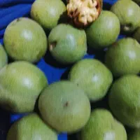 گردو خوب متوسط ودرشت