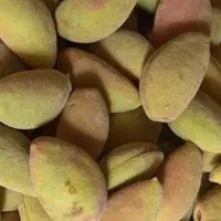 بادام درختی تر