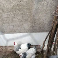 تخم مرغ برهوت اورجینال