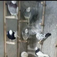 کبوتر.طوقی