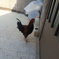 خروس5ماهه