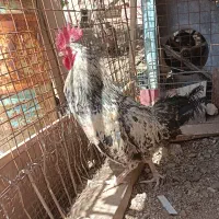 خروس گلین