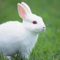 خرگوش|موش و خرگوش|صفادشت, |دیوار