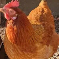 فروش تعدادی مرغ محلی تخم گذار