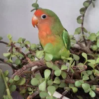 کوتوله فیشر