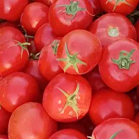 گوجه مخصوص رب وگوجه شورباکیفیت عالی درب منزل