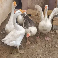 قوقاز|حیوانات مزرعه|اسفراین, |دیوار