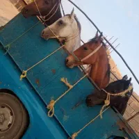 خرید و فروش اسب و مادیان