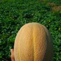 خربزه جانا درجه یک