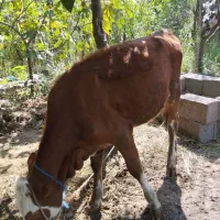 گوساله سیمینتال
