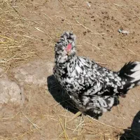 مرغ و خروس